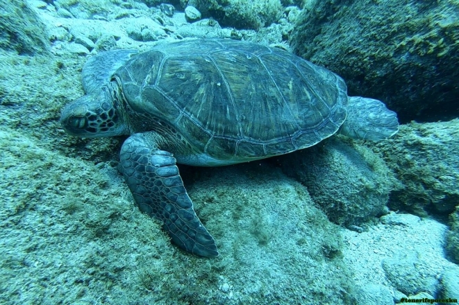 Potápění s mořskými želvami pro certifikované potápěče (2 ponory)