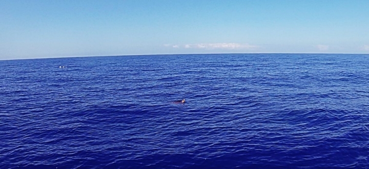 2 hodinový výlet lodí za delfíny a kytovci