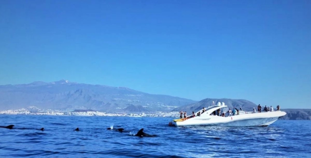 Privátní výlet lodí za delfíny a kytovci