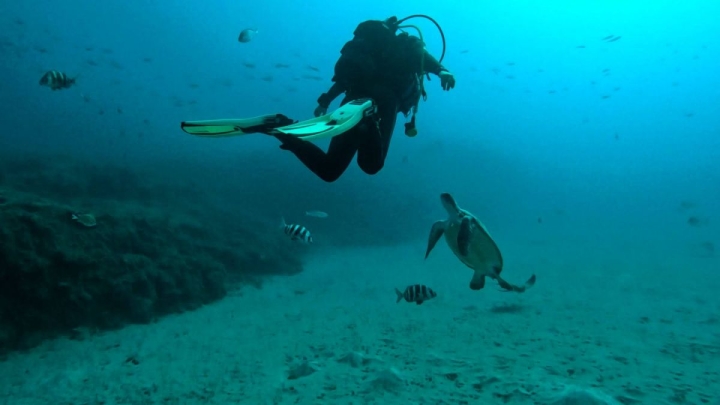 Potápění na Tenerife pro certifikované potápěče (2 ponory)