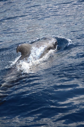 Privátní výlet lodí za delfíny a kytovci až pro 11 osob