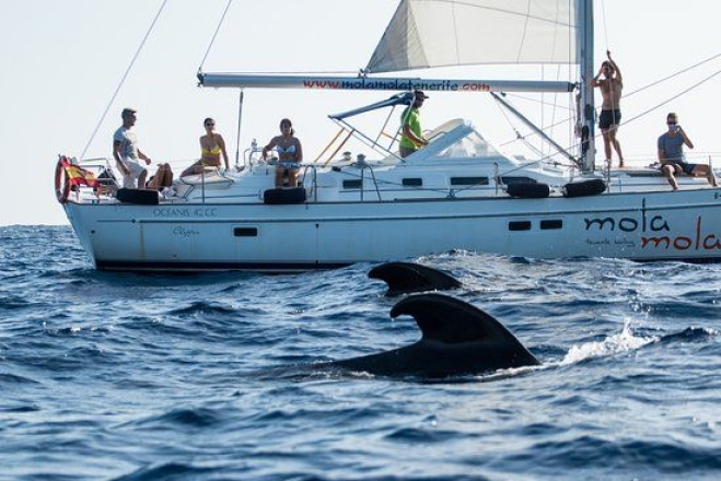 Privátní výlet lodí za delfíny a kytovci až pro 11 osob