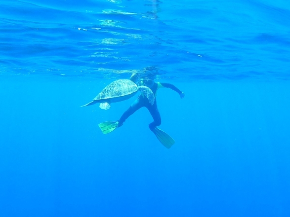 Šnorchlování s mořskými želvami